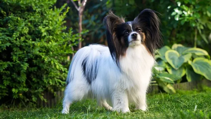 Папильон - порода собак (континентальный той-спаниель)