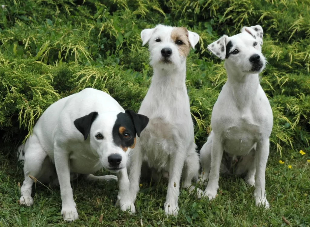 Парсон и джек рассел терьеры