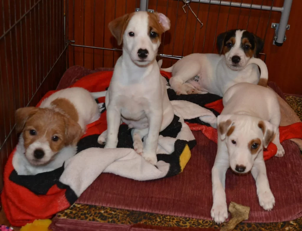 Щенки парсон рассел терьера