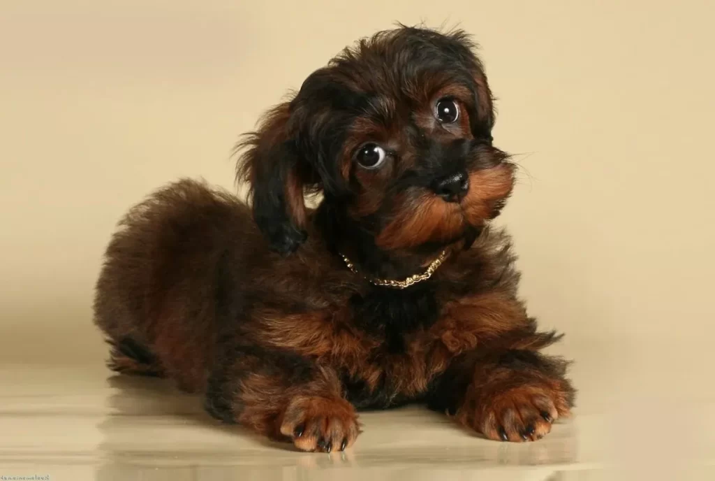 Щенок породы петербургская орхидея