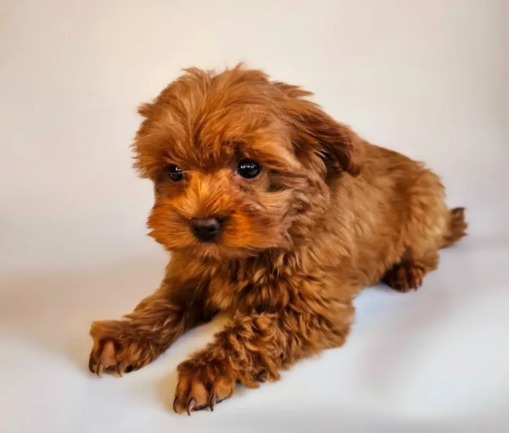 Маленький щенок породы Петербургская орхидея