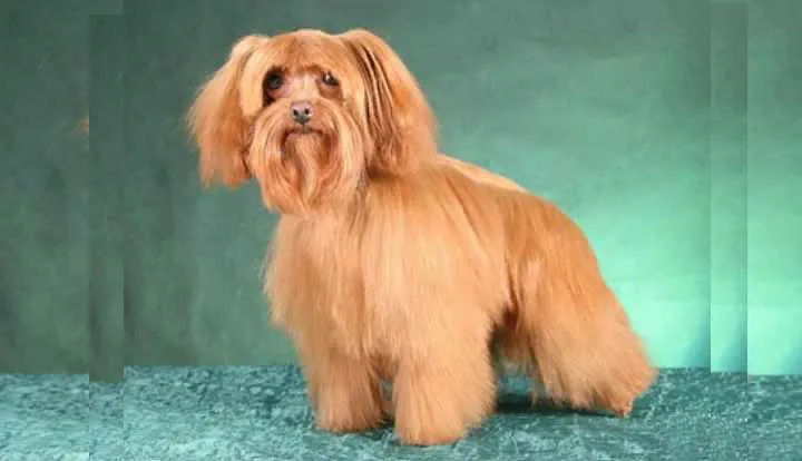 Петербургская орхидея светлого окраса