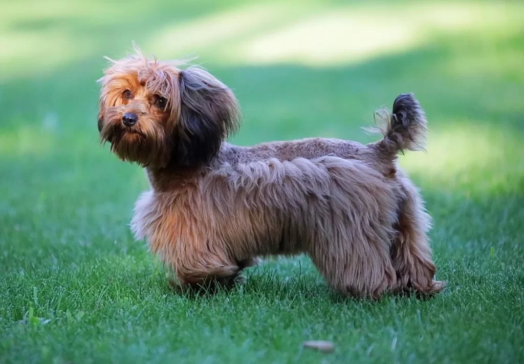 Разноцветная собака породы петербургская орхидея