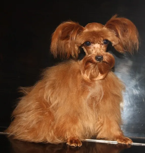 Петербургская орхидея не стриженная