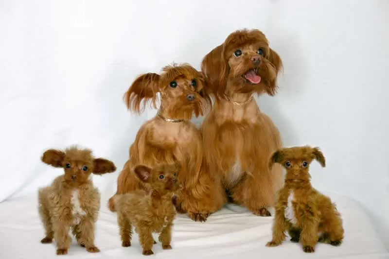 Петербургская орхидея - взрослые собаки и щенки