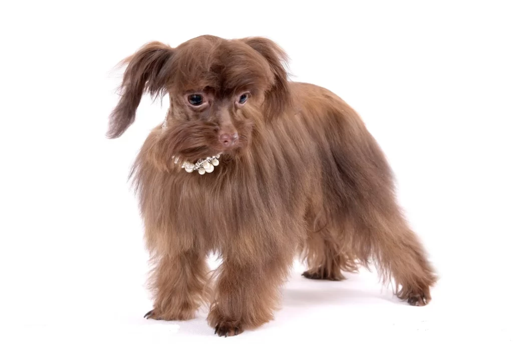 Петербургская орхидея - порода собак, фото на белом фоне