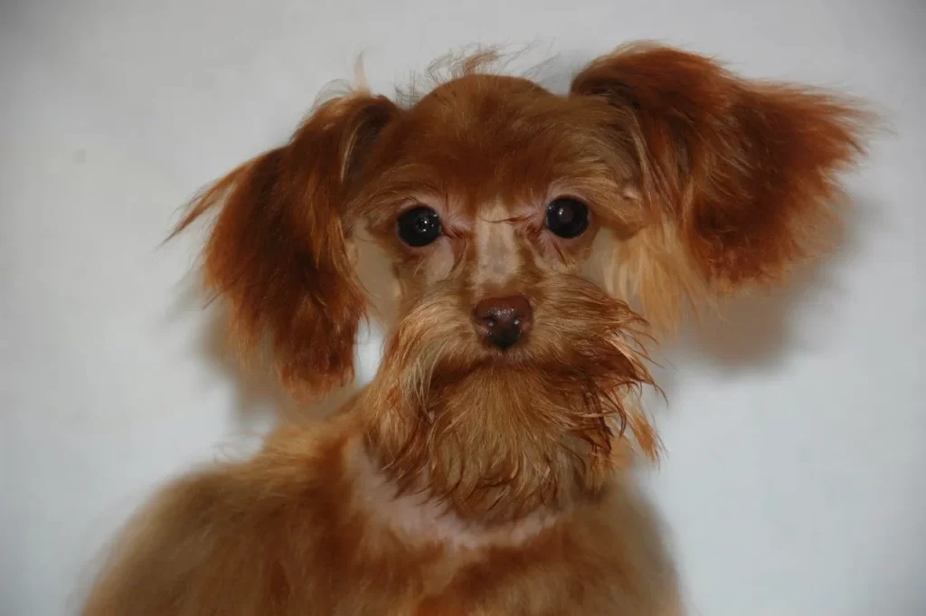 Петербургская орхидея мордочка