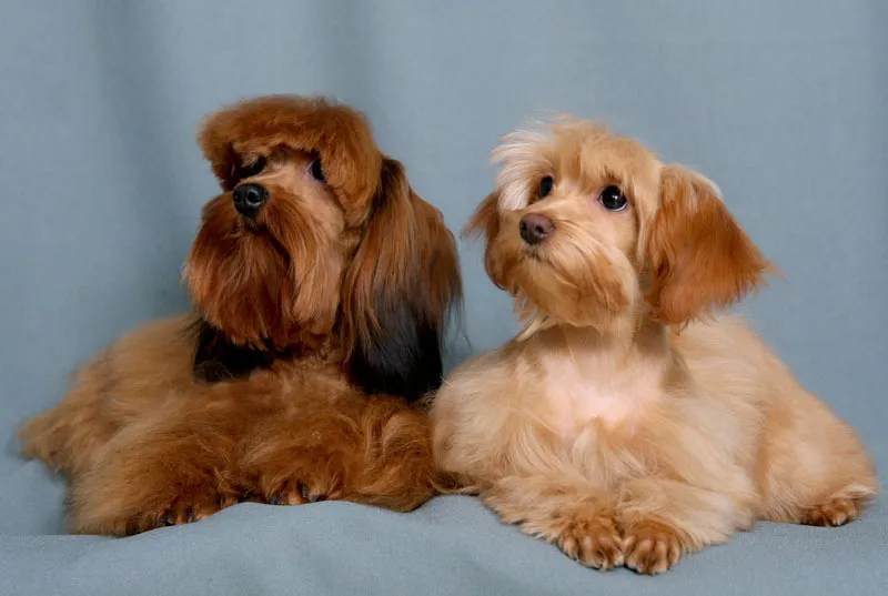 Две собаки породы Петербургская орхидея - светлого и темно-рыжего окраса