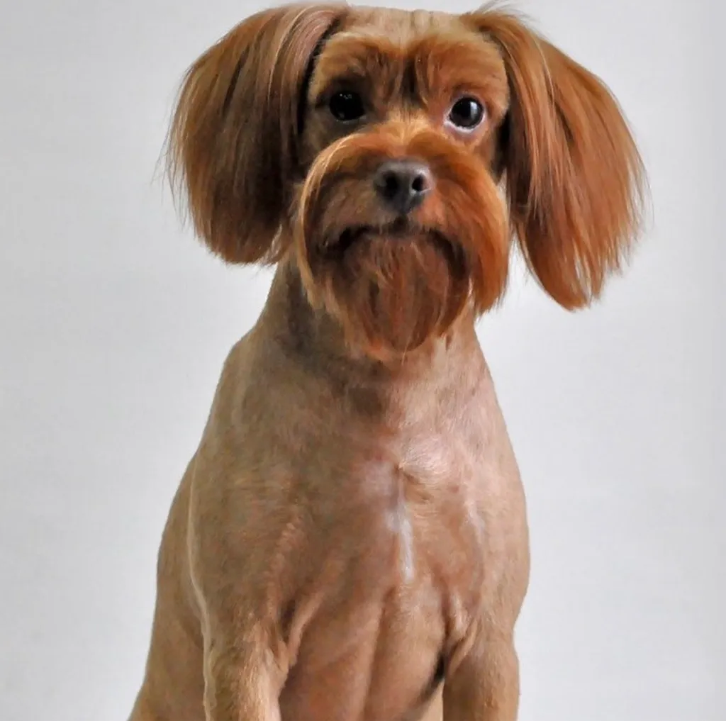 Стриженная петербургская орхидея