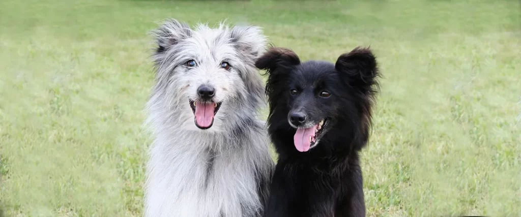 Гладкомордая и длинношерстная пиренейские овчарки вместе