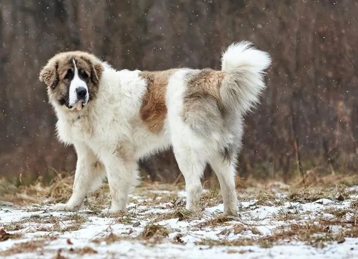 Пиренейский мастиф - порода собак