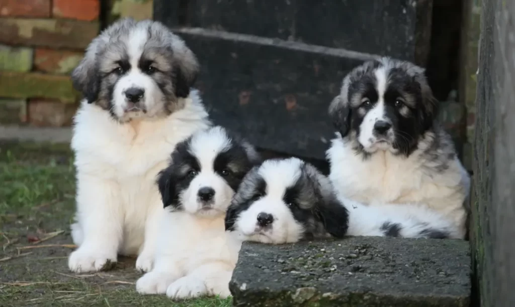 щенки пиренейского мастифа