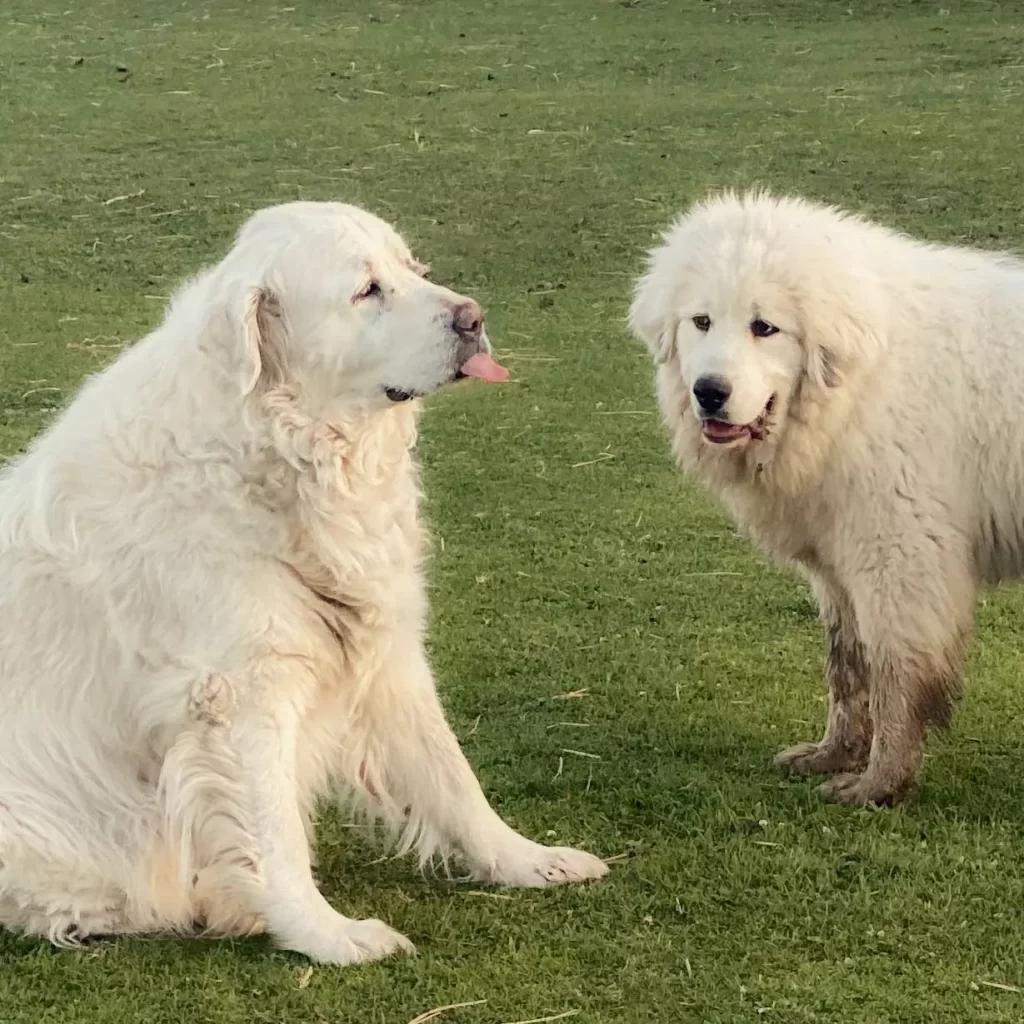 Пиренейские горные собаки - живое фото