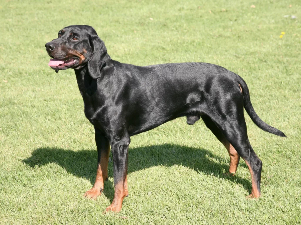 Черная польская охотничья собака