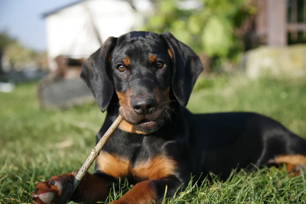 Щенок польской охотничьей собаки с палочкой