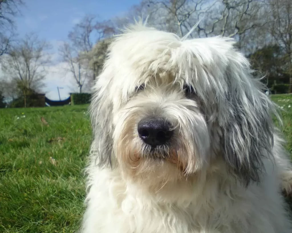 мордочка польской низинной овчарки