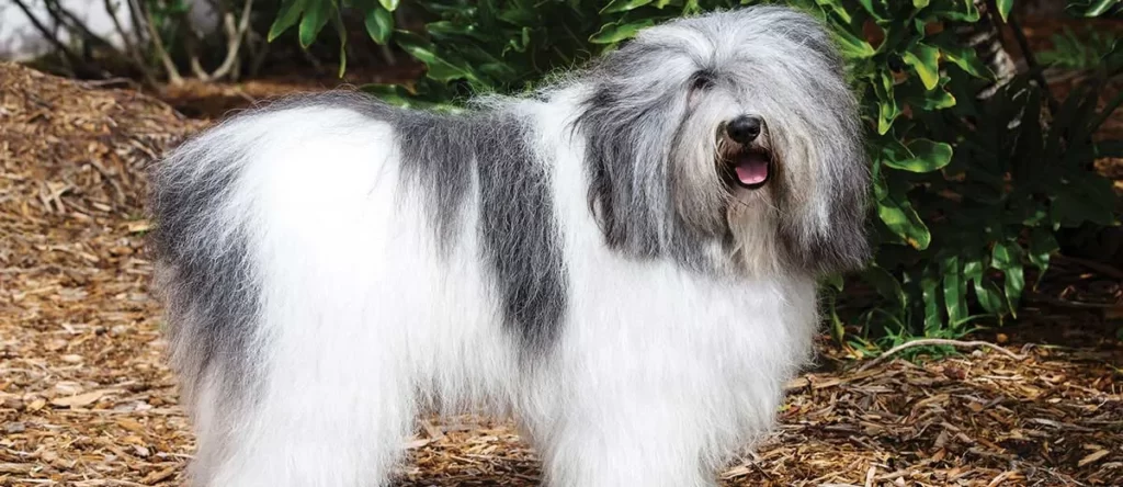 Собака породы польская низинная овчарка