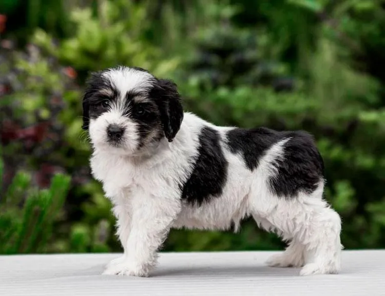 щенок польской низинной овчарки