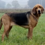 Польский огар - порода собак