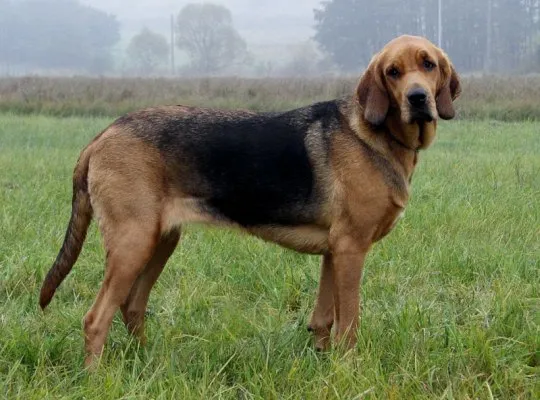 Польский огар - порода собак