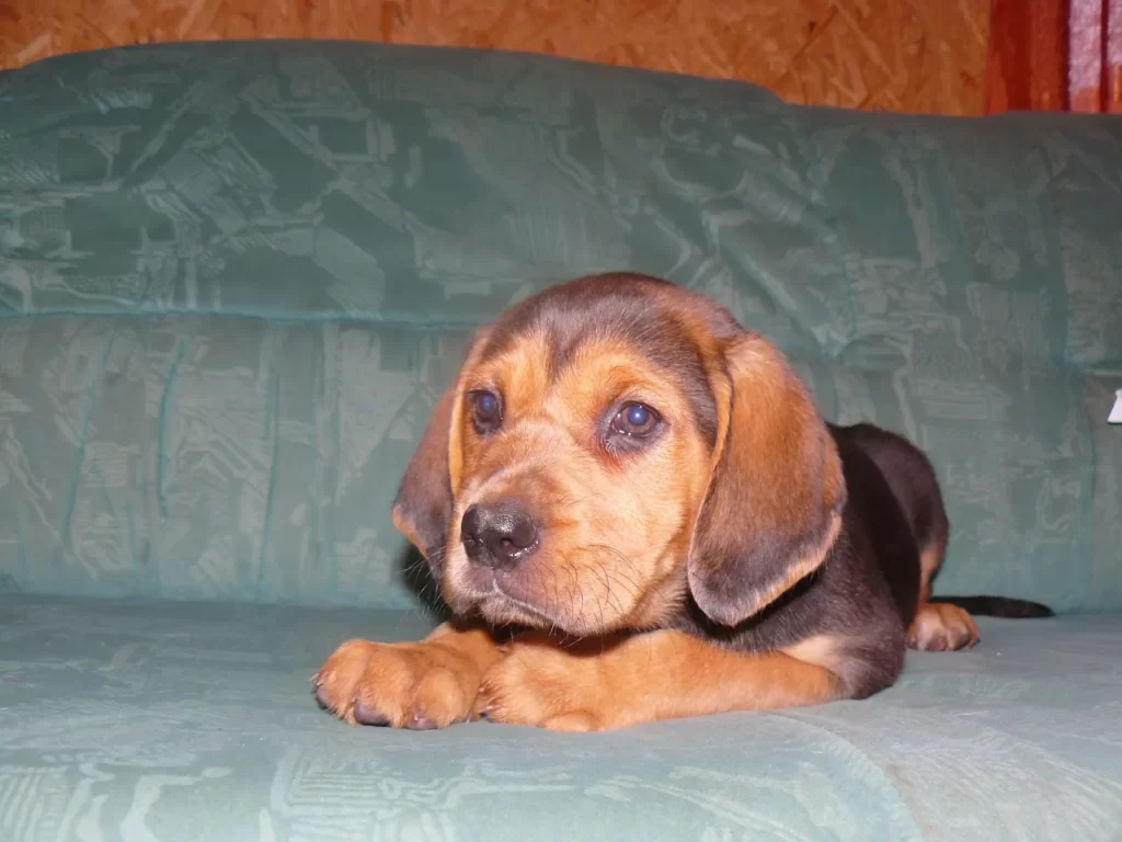 Щенок польского огара