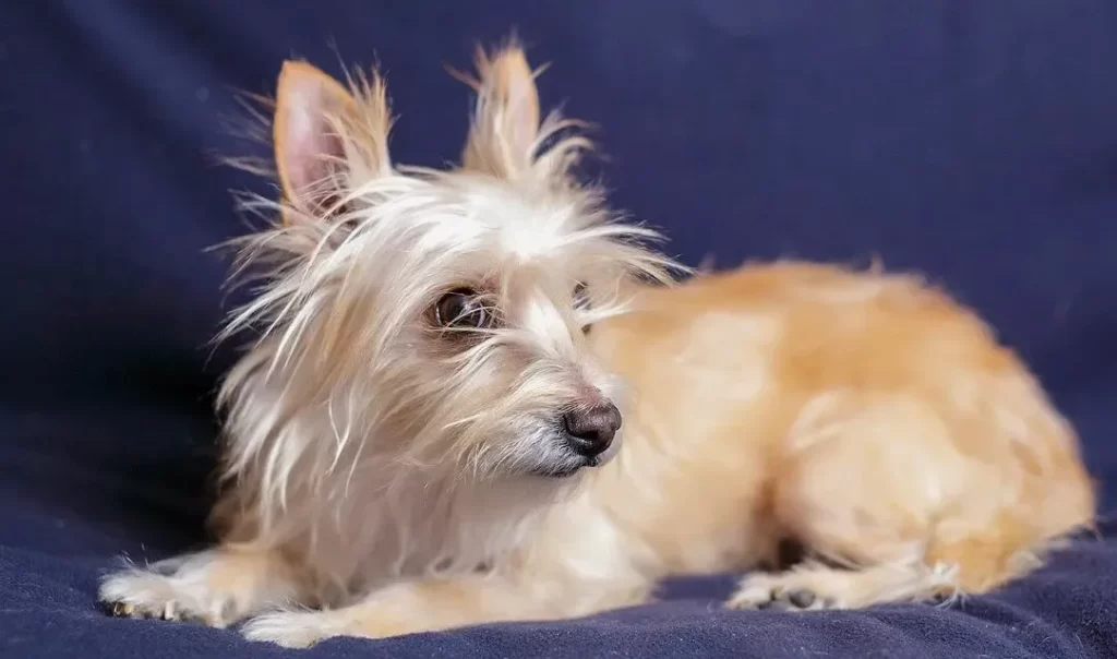 Московский дракон - декоративные собаки