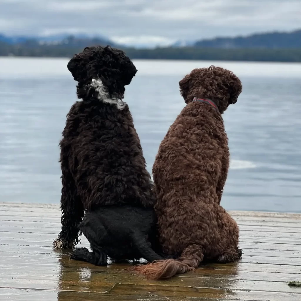 Два вассерхунда у воды, вид со спины