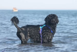 Португальская водяная собака в воде