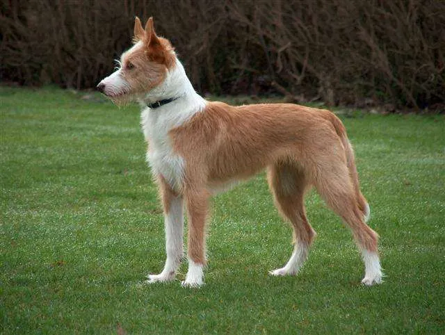 Поденгу португезе средний жесткошерстный