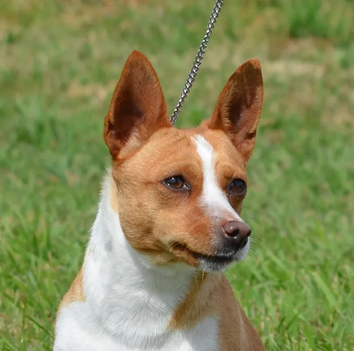 Мордочка гладкошерстного португальского поденгу