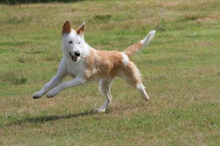 Большой жесткошерстный поденгу