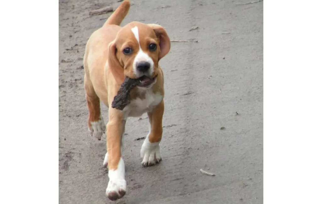 щенок пойнтера несет игрушку