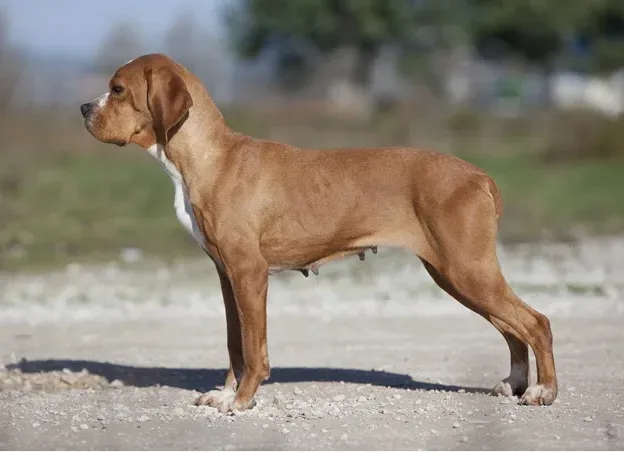 Португальский пойнтер порода собак
