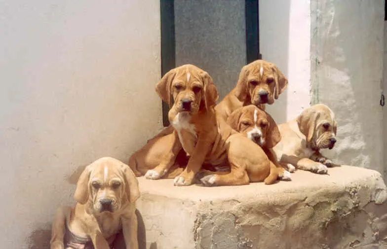 щенки португальского пойнтера