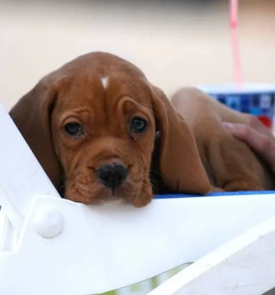 Щенок португальского пойнтера