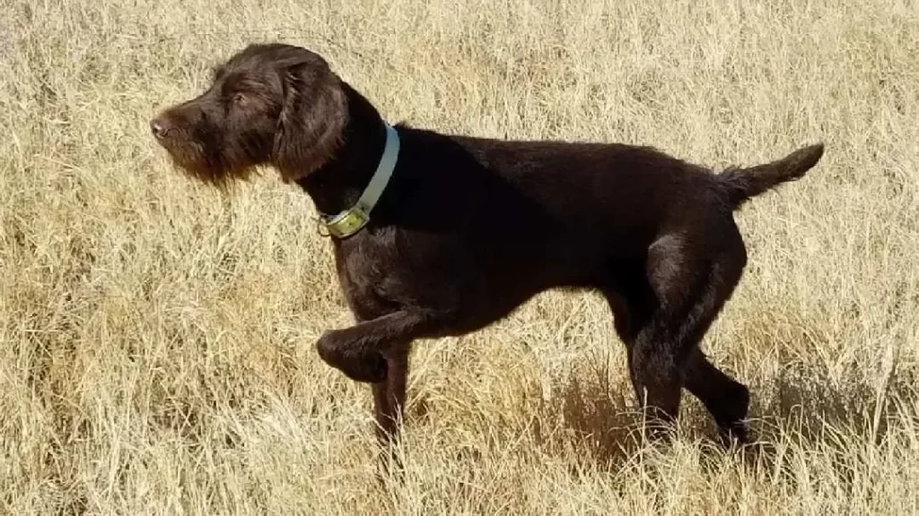 Рабочая стойка пудельпойнтера