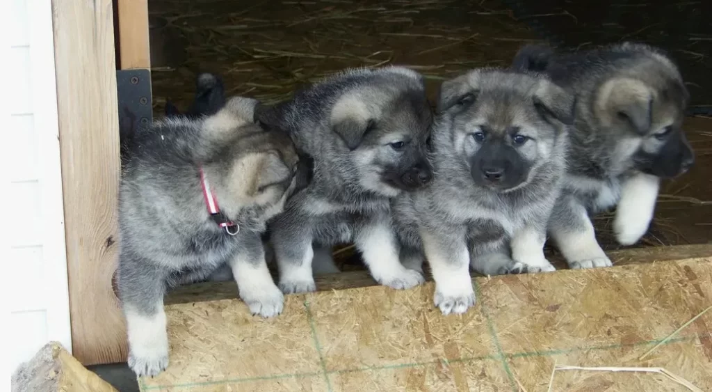 Щенки норвежского серого элькхунда