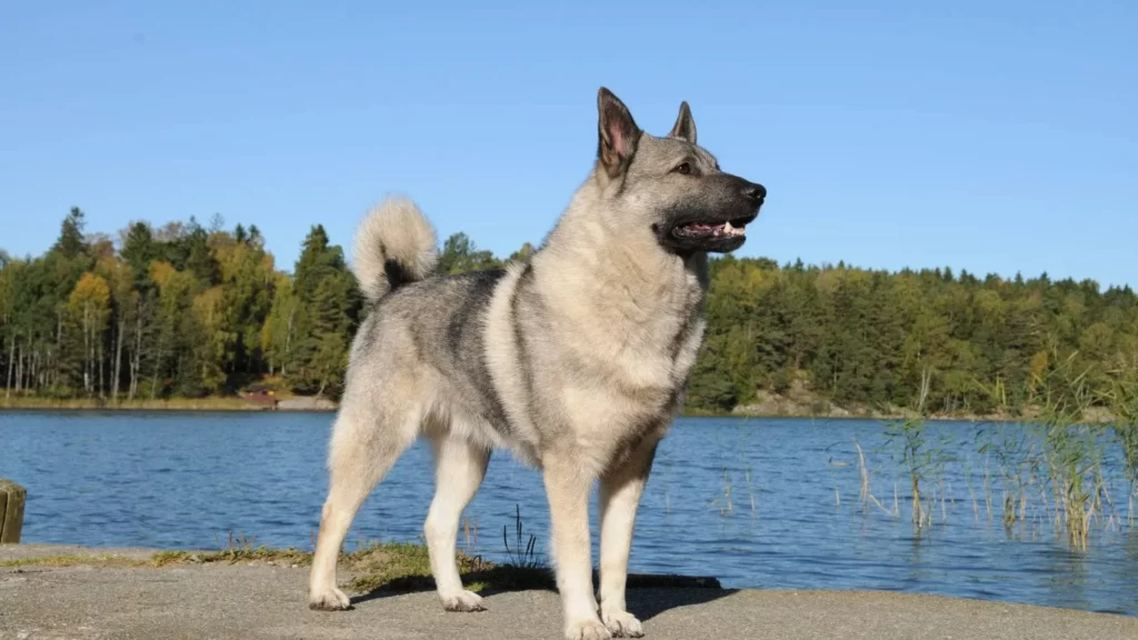 Красивый серый элькхунд на фоне пейзажа