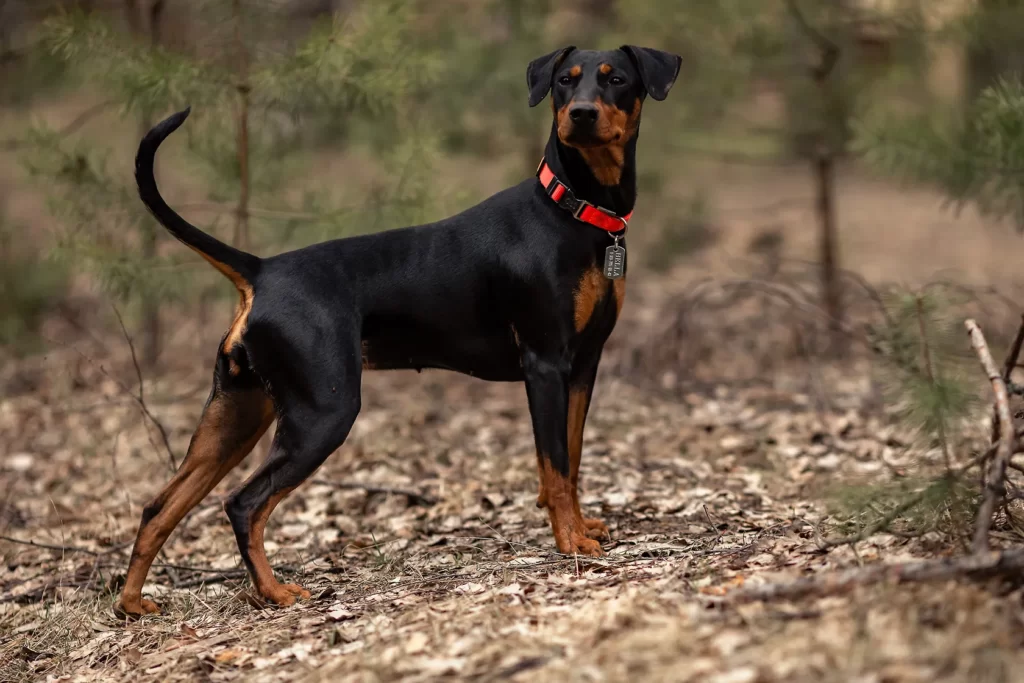 Немецкий пинчер в лесу