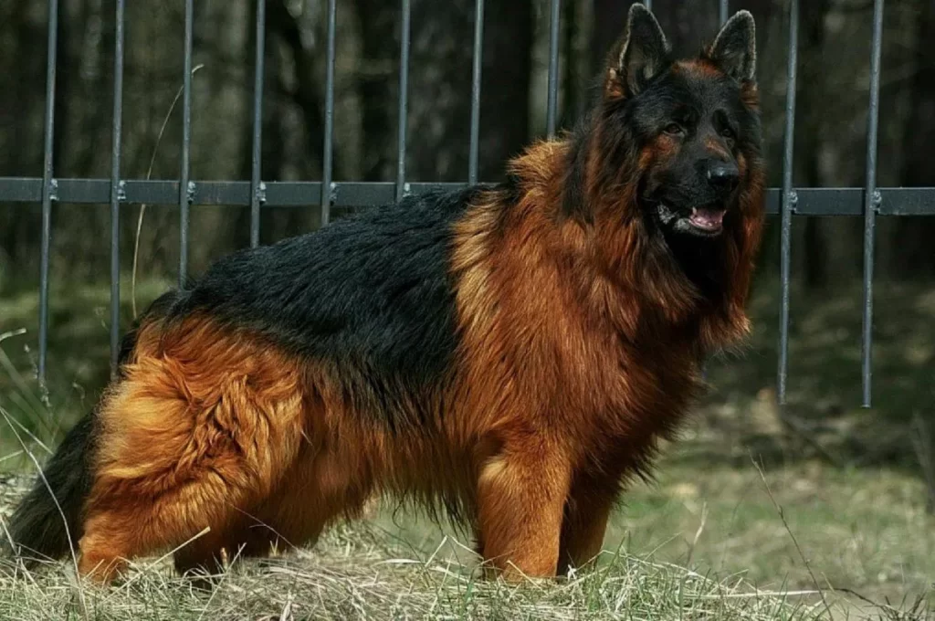 Длинношерстная старонемецкая овчарка чепрачной расцветки