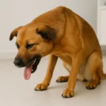 рвота у собаки