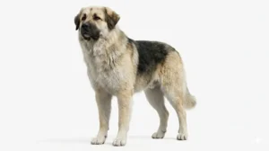 Atlas Dog