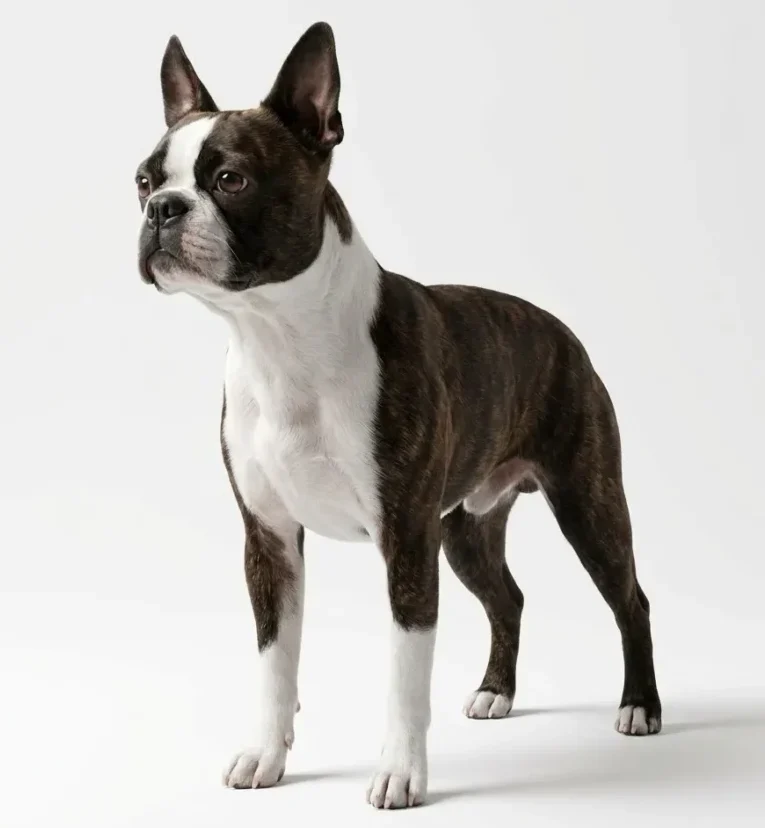 Бостон терьер (Boston Terrier)