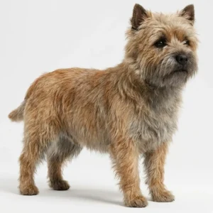 Керн терьер (Cairn Terrier)