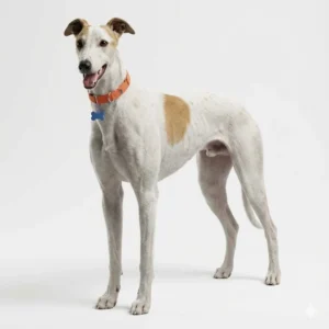 Грейхаунд (английская борзая, Greyhound)