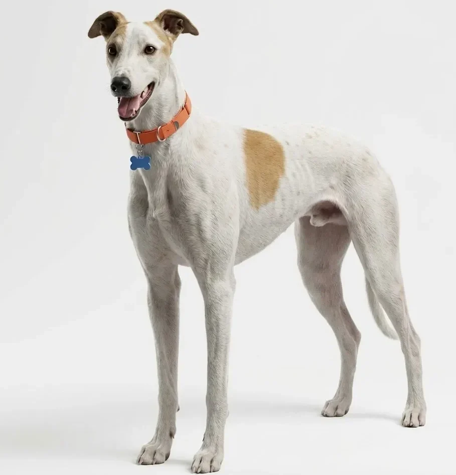 Грейхаунд (английская борзая, Greyhound)