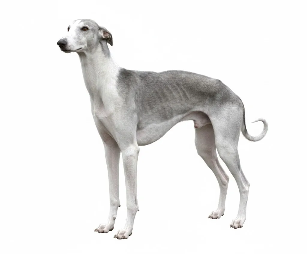 Хортая борзая