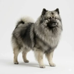 Кеесхонд / Вольфшпиц (Keeshond / Wolfsspitz)