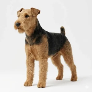 Вельштерьер (Welsh Terrier)