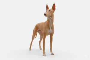 Фараонова собака (Pharaoh Hound) — изящная, сухая и удивительно «живая» порода